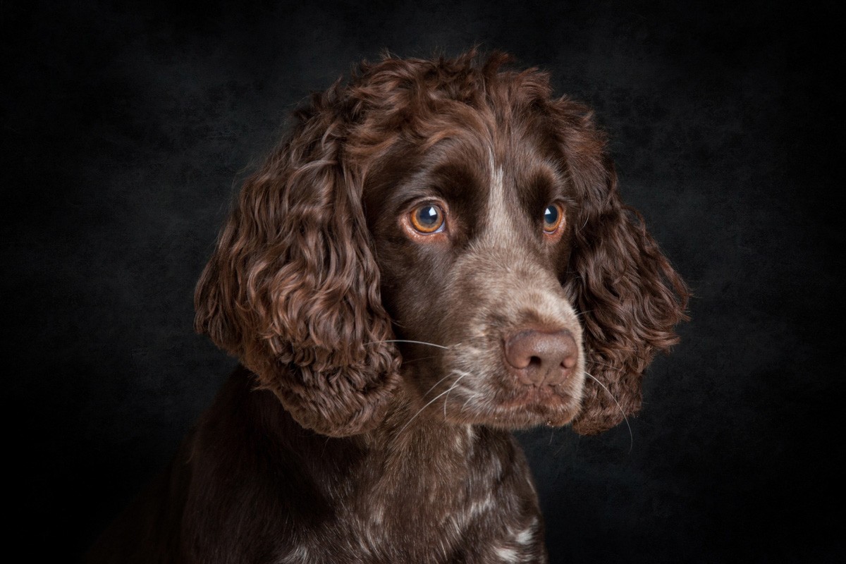 dog-portrait-maidstone