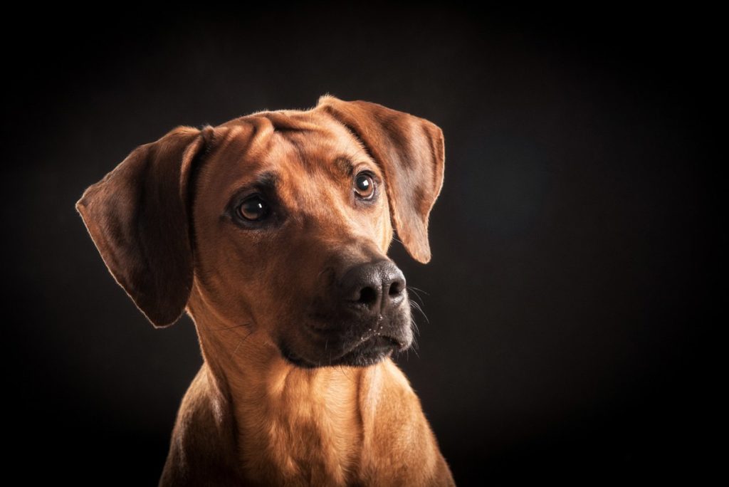 1_dog-portrait-maidstone-8