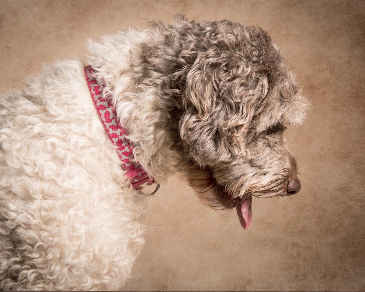 1_dog-portrait-maidstone-Kent-1-